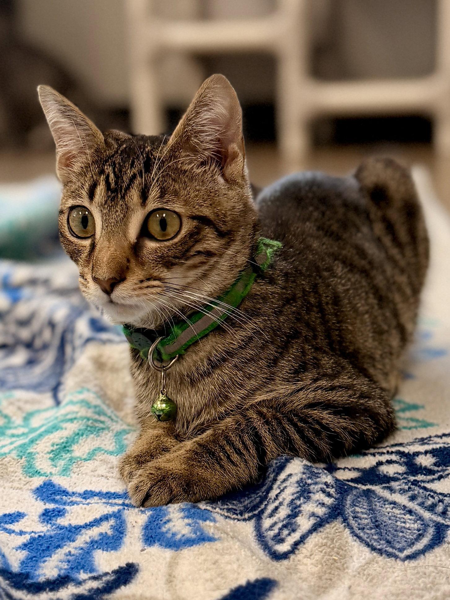 Enlarge Mussel, a Adoptable Domestic Short Hair in Sanford, FL image 3/3