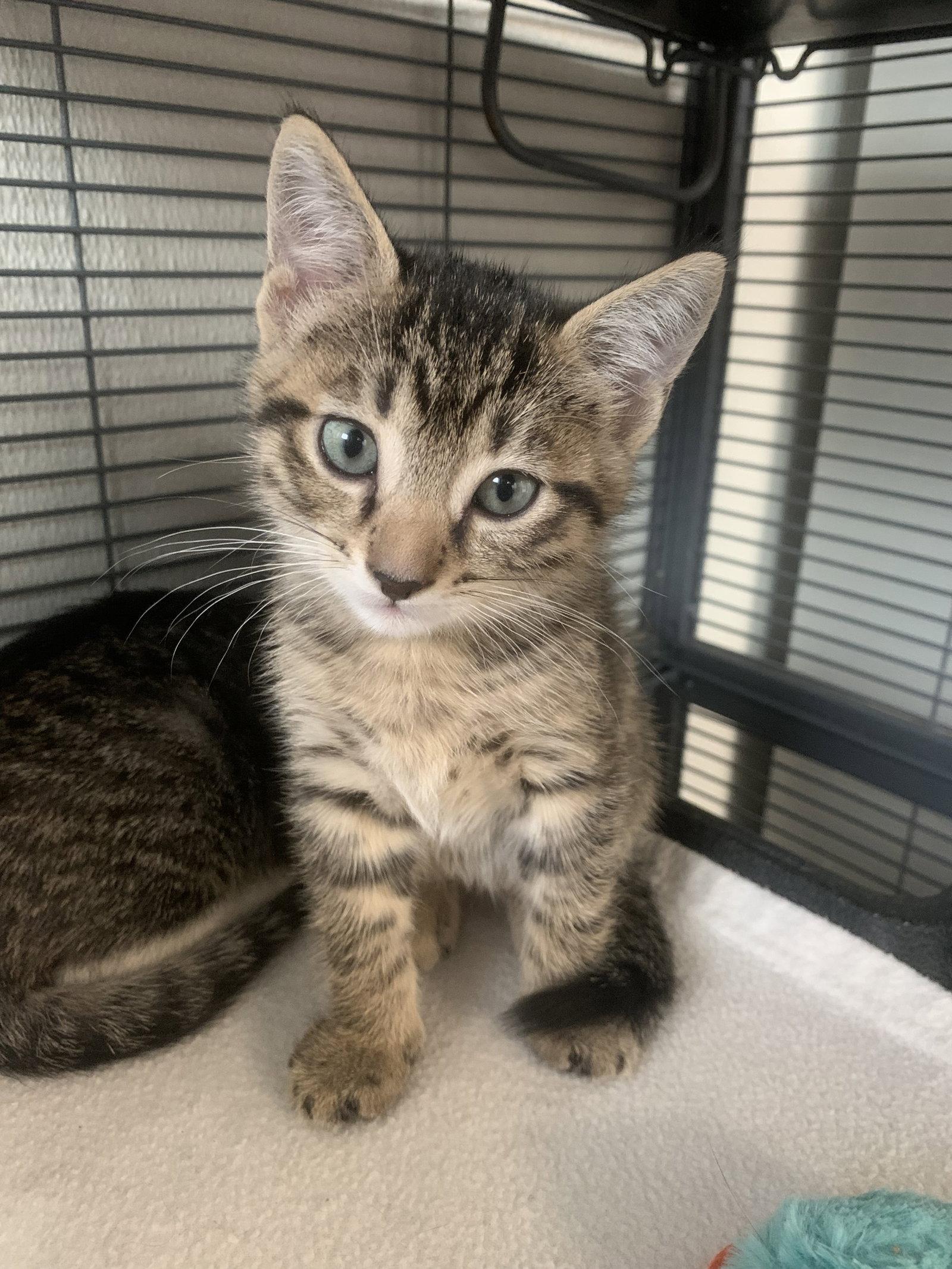 Mussel, a Adoptable Domestic Short Hair in Sanford, FL image 3/3
