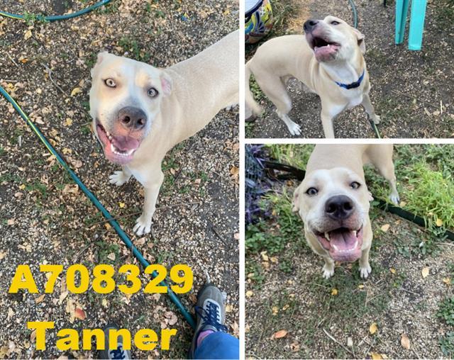 TANNER, Adoptable, Young Male Labrador Retriever.