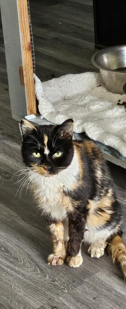 Sloan, Adoptable, Adult Female Domestic Short Hair & Domestic Short Hair.