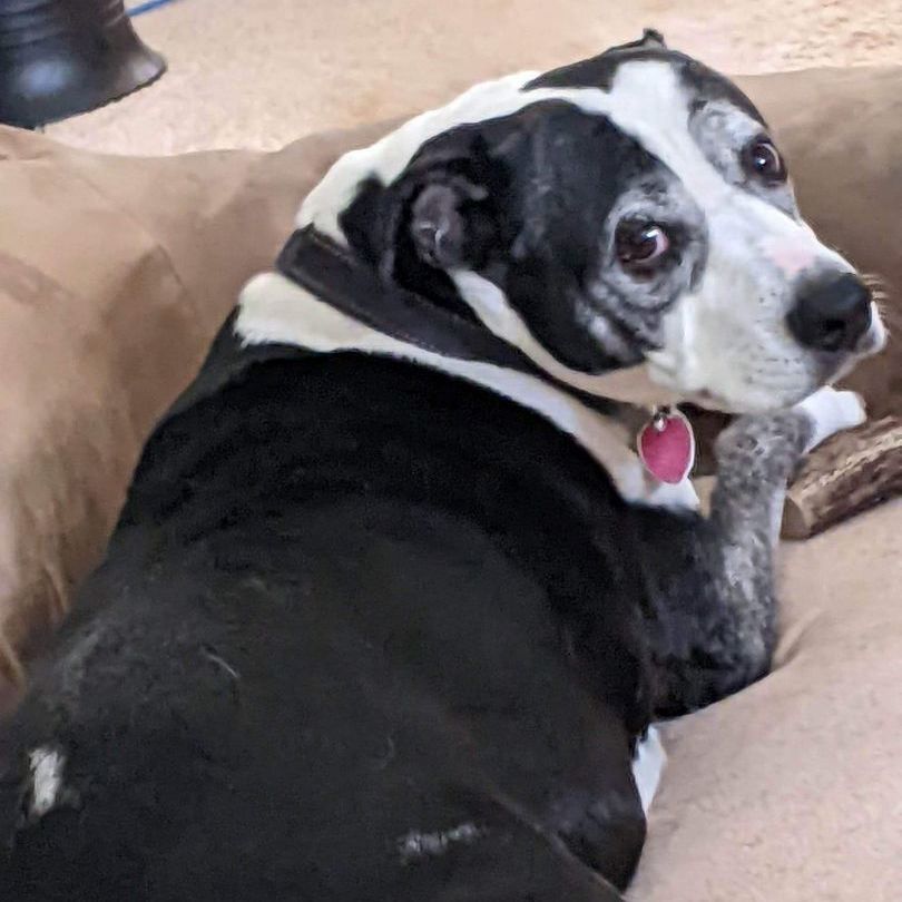 Enlarge Maggie Jane, a Adoptable mixed breed in Roswell, GA image 1/17