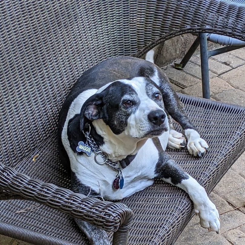 Maggie Jane, Adoptable, Senior Female American Bulldog.