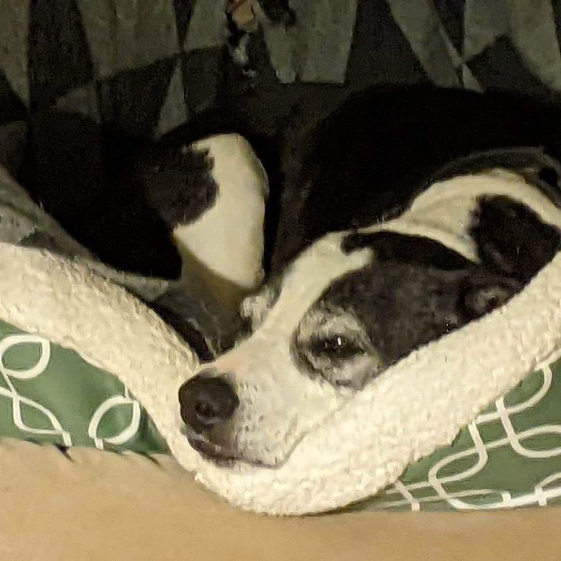 Enlarge Maggie Jane, a Adoptable mixed breed in Roswell, GA image 3/17