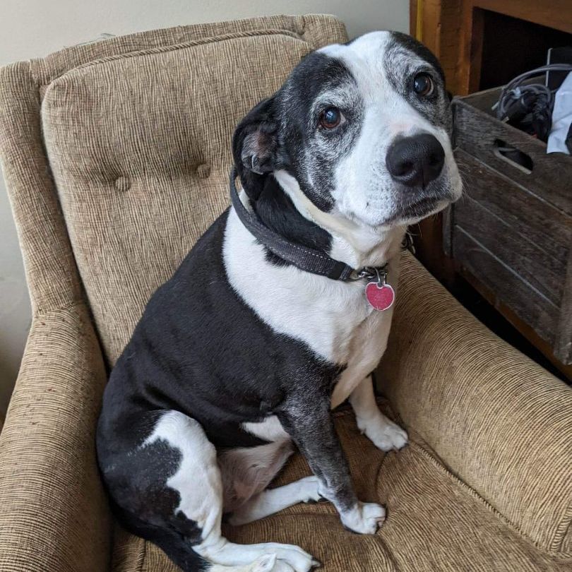 Enlarge Maggie Jane, a Adoptable mixed breed in Roswell, GA image 4/17