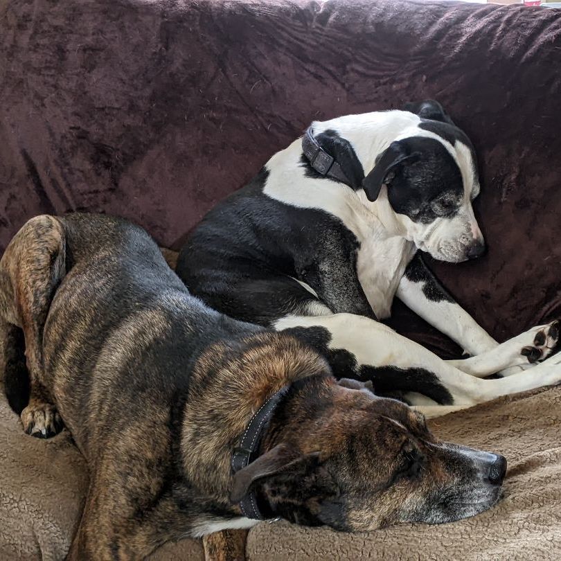 Enlarge Maggie Jane, a Adoptable mixed breed in Roswell, GA image 5/17