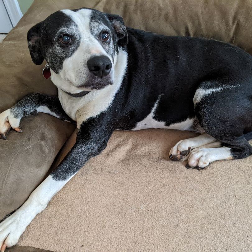 Enlarge Maggie Jane, a Adoptable mixed breed in Roswell, GA image 6/17