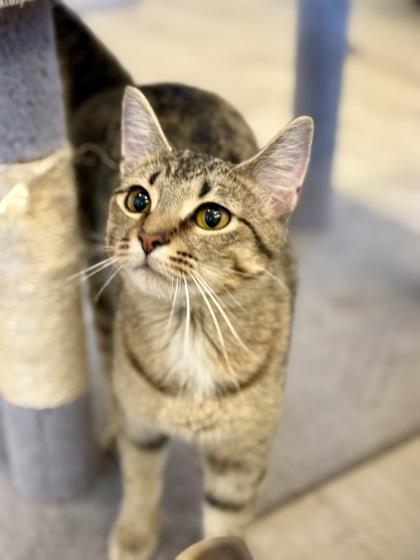 Enlarge Brigid, a ADOPTABLE Domestic Short Hair in Downers Grove, IL image 3/3