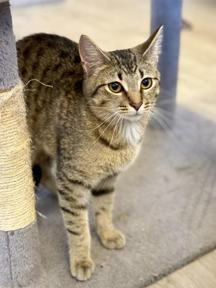 Enlarge Brigid, a ADOPTABLE Domestic Short Hair in Downers Grove, IL image 1/3