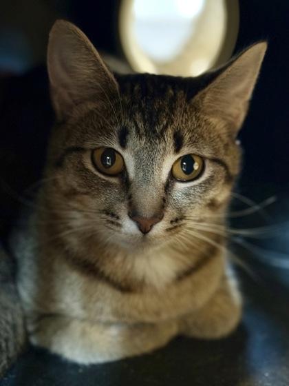 Enlarge Brigid, a ADOPTABLE Domestic Short Hair in Downers Grove, IL image 2/3