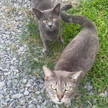 Gregory, Adoptable, Adult Male Domestic Short Hair & Russian Blue.