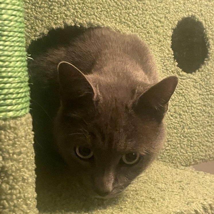 Gregory, a Adoptable mixed breed in Nashville, TN image 2/2