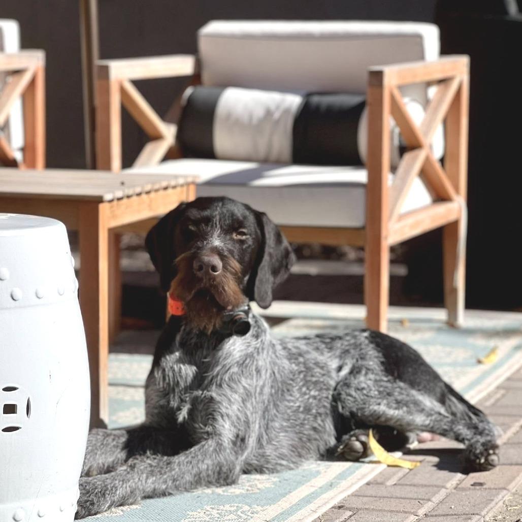 Gus (Charleston, South Carolina), Adoptable, Adult Male German Wirehaired Pointer.