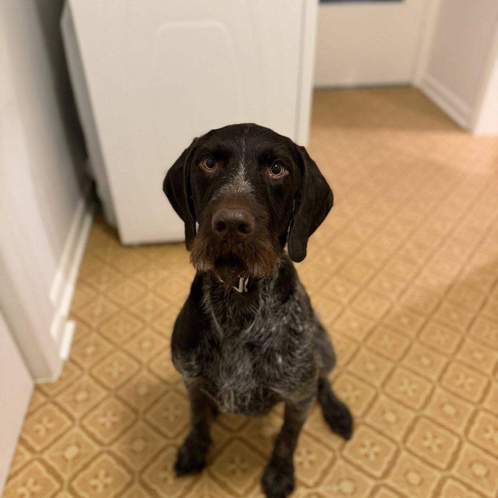 Gus (Charleston, South Carolina), a Adoptable German Wirehaired Pointer in Santa Rosa, CA image 2/5