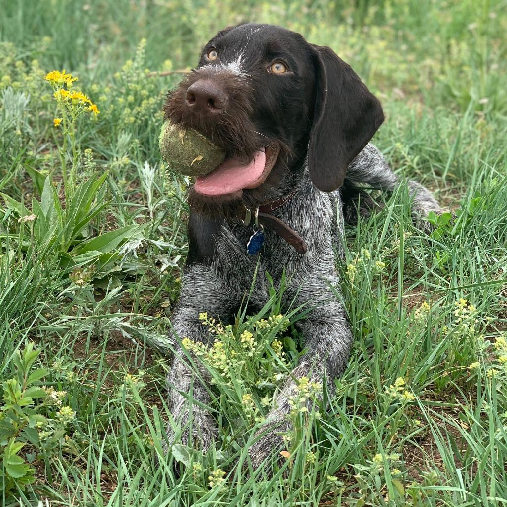 Gus (Charleston, South Carolina), a Adoptable German Wirehaired Pointer in Santa Rosa, CA image 3/5