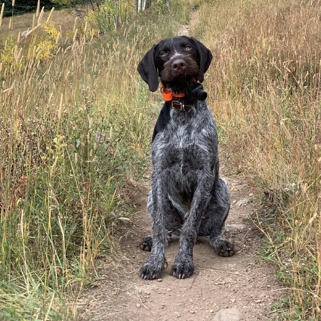 Gus (Charleston, South Carolina), a Adoptable German Wirehaired Pointer in Santa Rosa, CA image 4/5