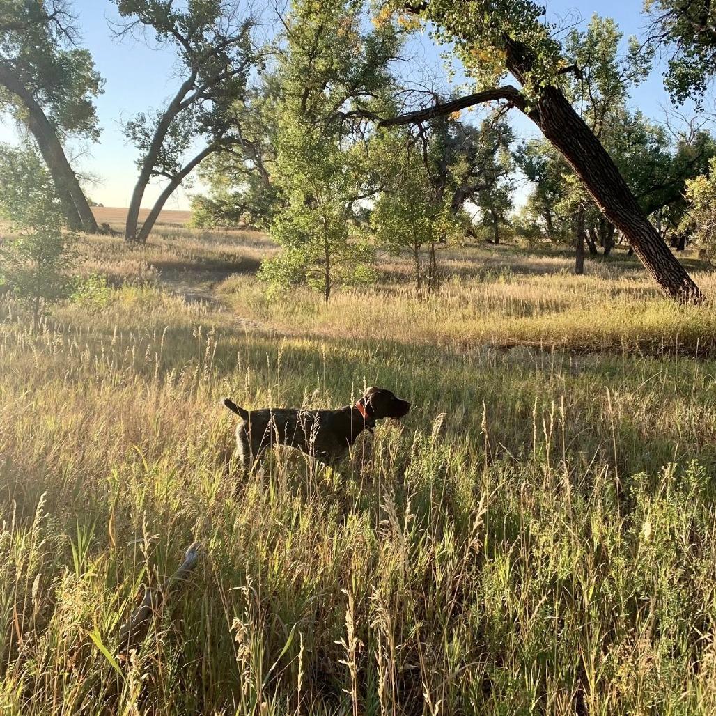 Gus (Charleston, South Carolina), a Adoptable German Wirehaired Pointer in Santa Rosa, CA image 5/5