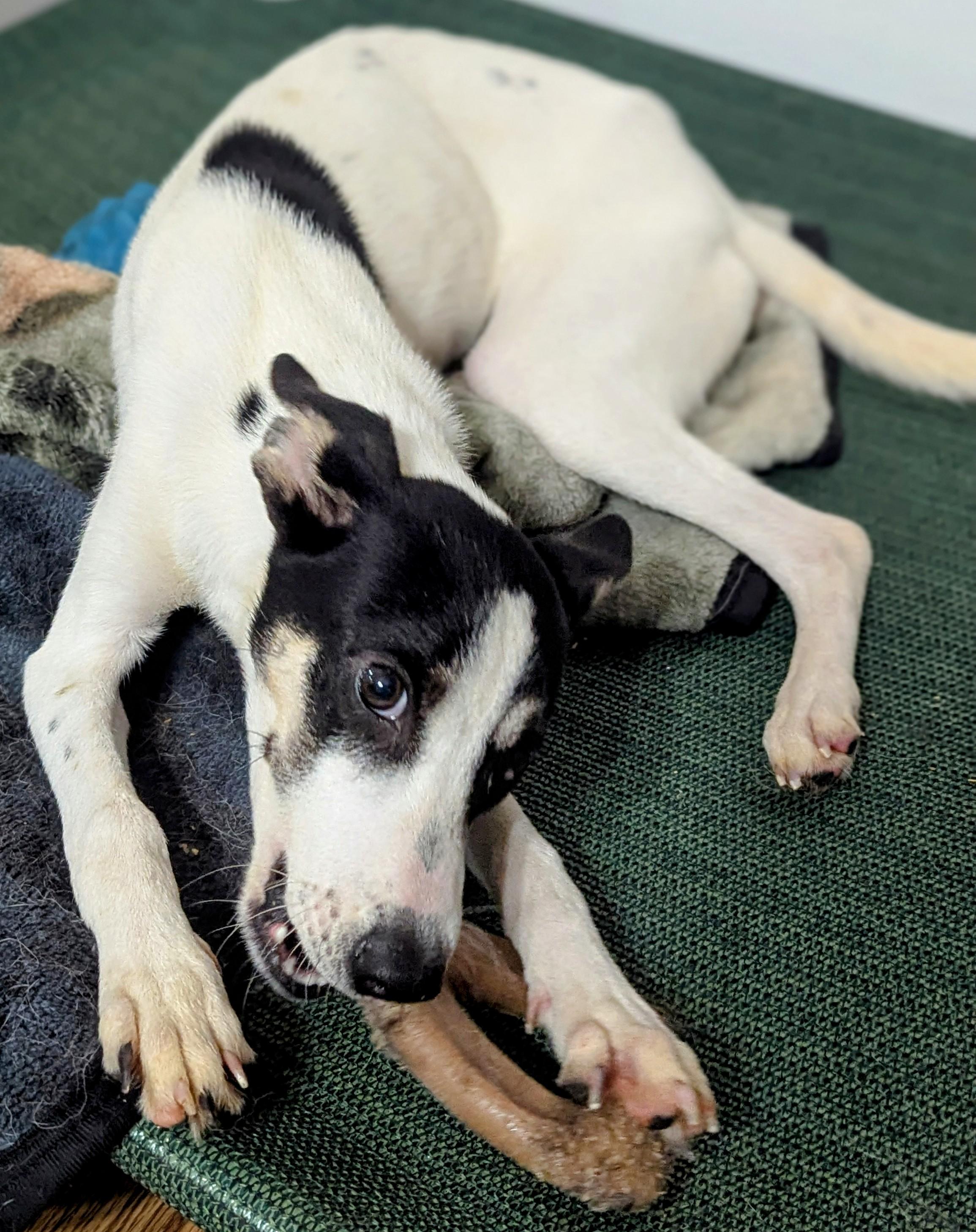 Enlarge Floey, a Adopted mixed breed in Cowlesville, NY image 1/2