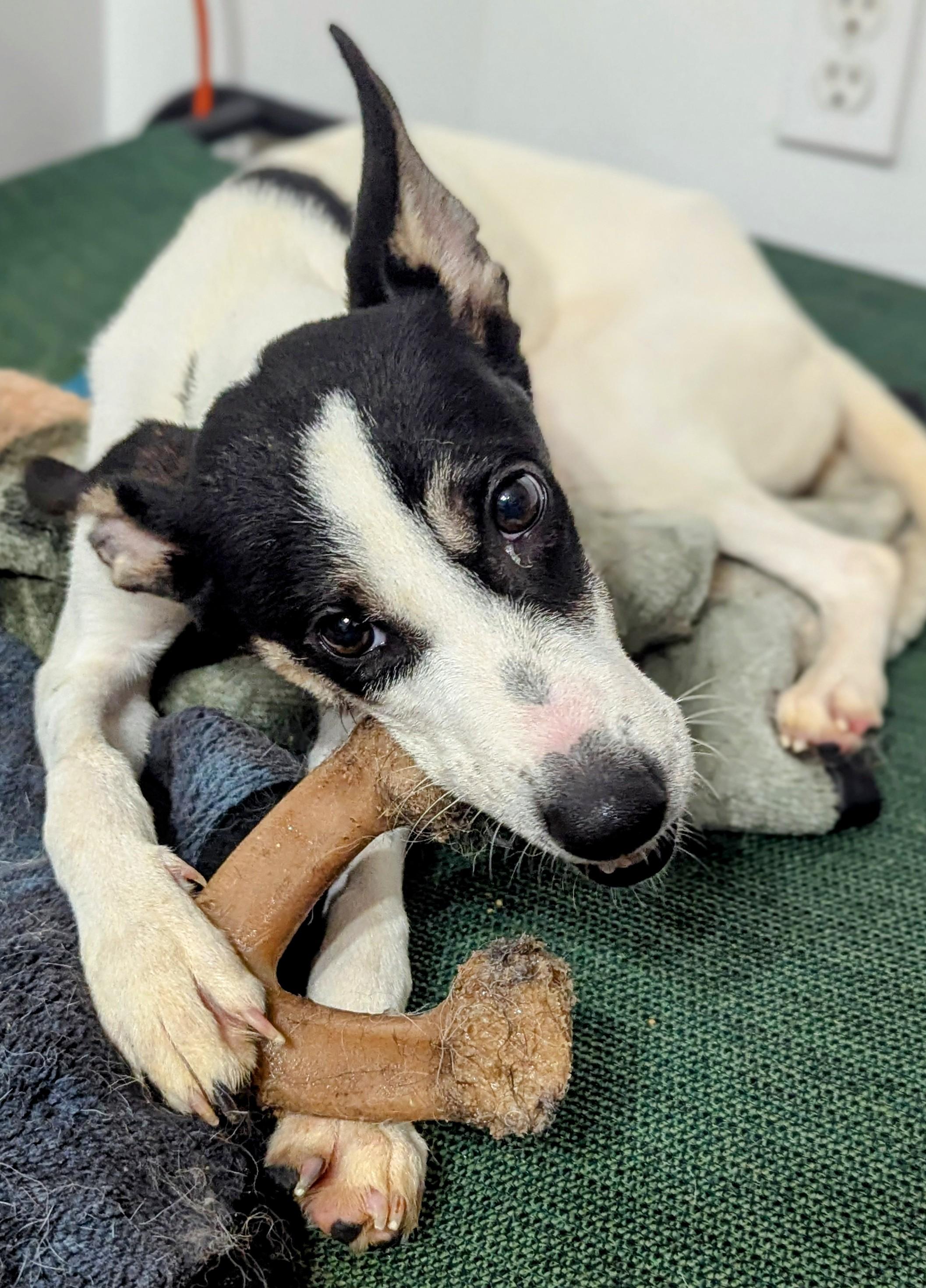 Enlarge Floey, a Adopted mixed breed in Cowlesville, NY image 2/2