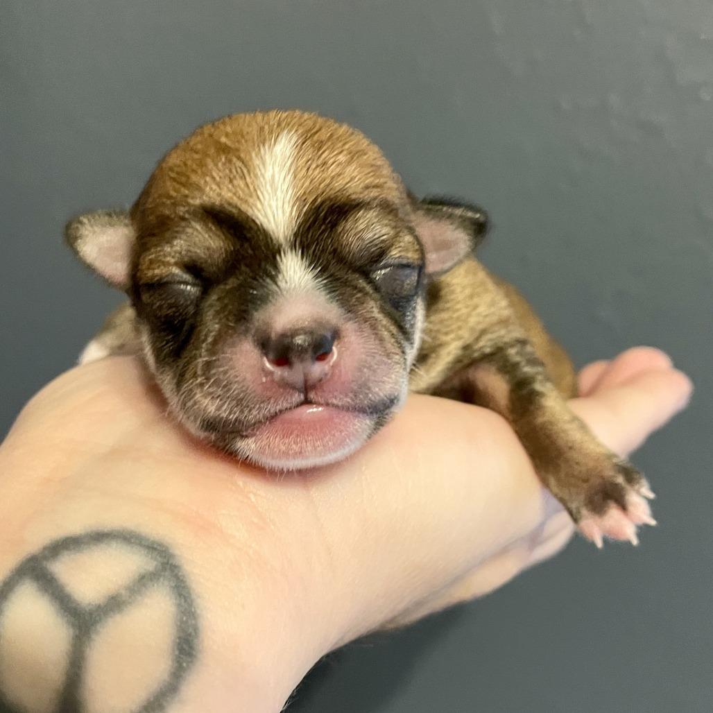 Donald, Adoptable, Puppy Male Terrier & Mixed Breed.