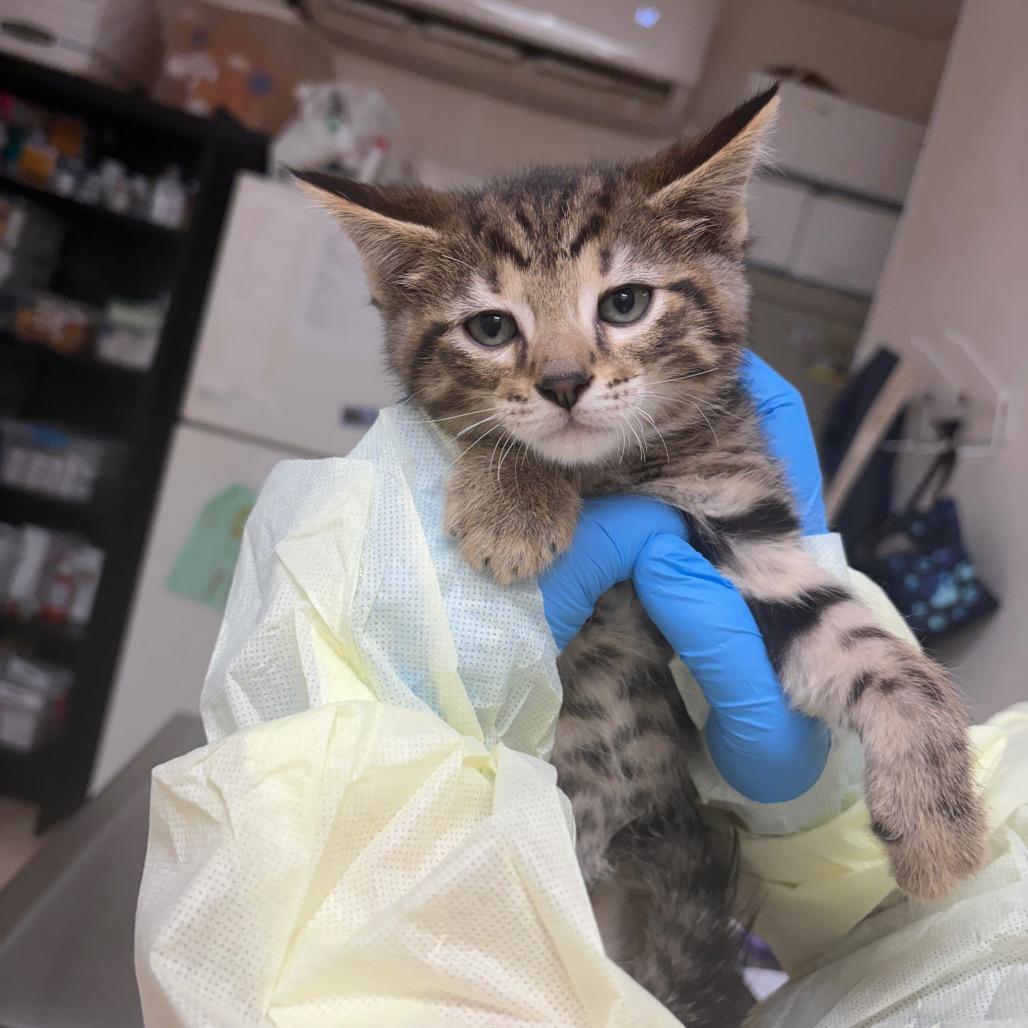 Enlarge Foster, a Adoptable Domestic Short Hair in Pekin, IL image 1/1