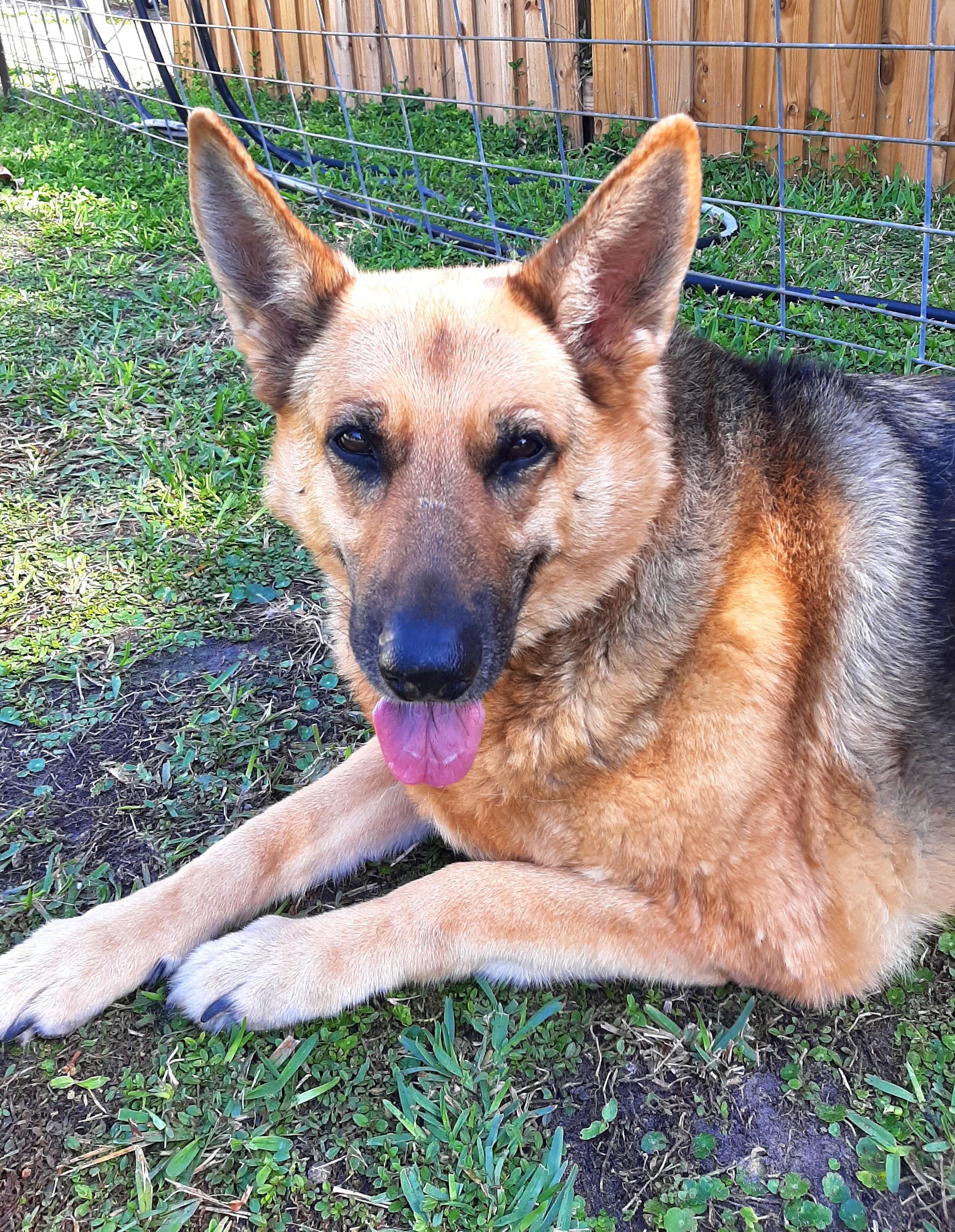 Enlarge Cheyenne, a Adopted German Shepherd Dog in Bradenton, FL image 5/6
