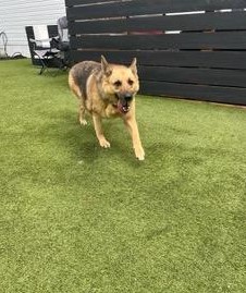 Enlarge Cheyenne, a Adopted German Shepherd Dog in Bradenton, FL image 2/6