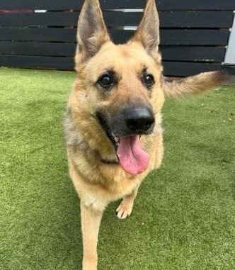 Enlarge Cheyenne, a Adopted German Shepherd Dog in Bradenton, FL image 1/6