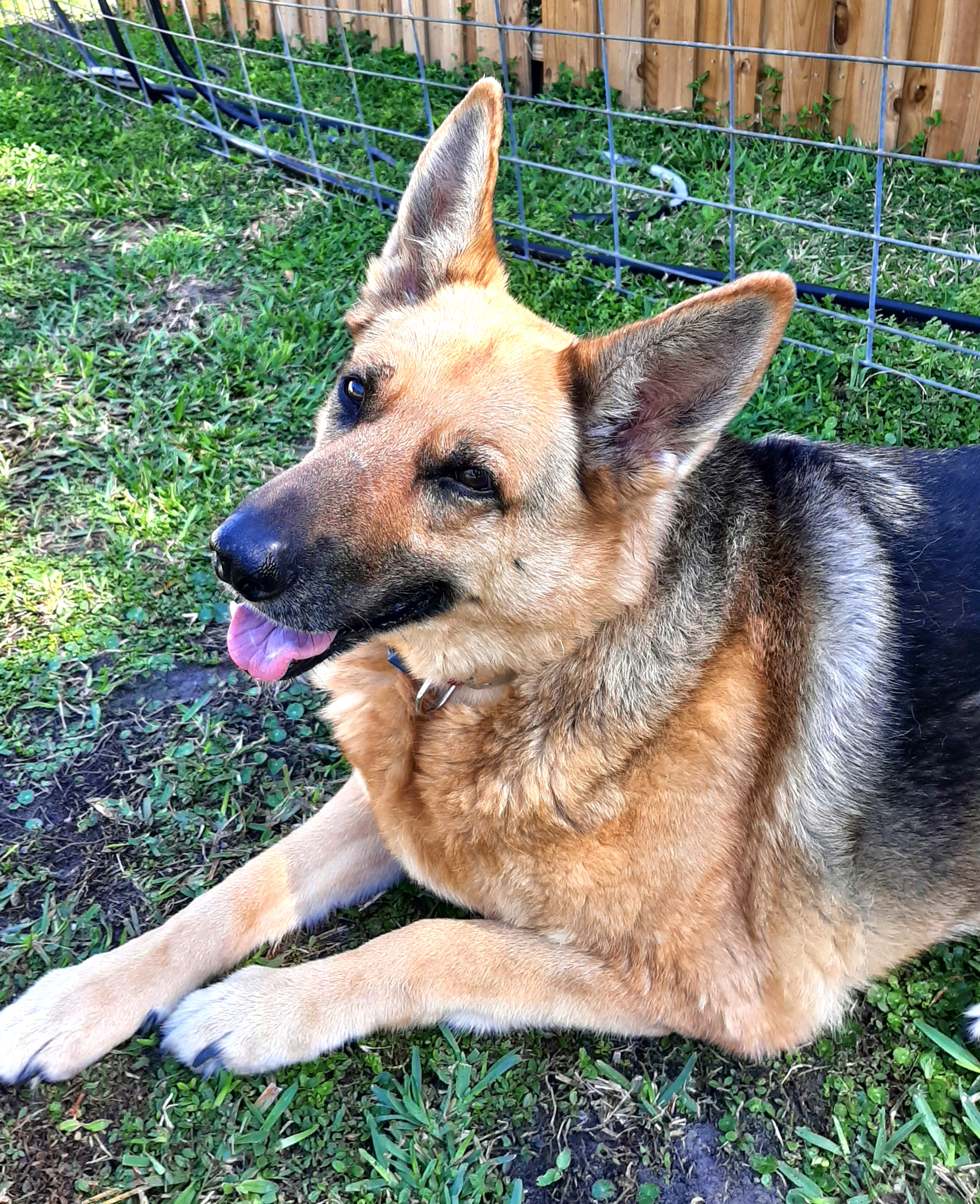 Enlarge Cheyenne, a Adopted German Shepherd Dog in Bradenton, FL image 4/6