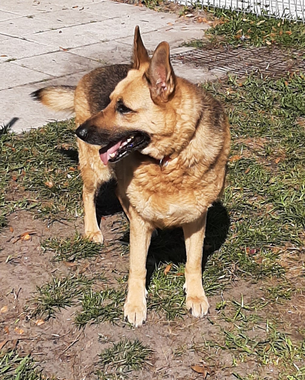 Enlarge Cheyenne, a Adopted German Shepherd Dog in Bradenton, FL image 6/6