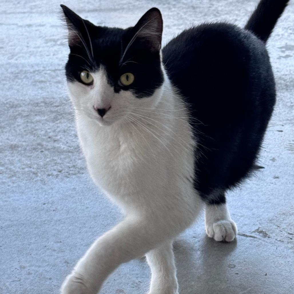 Milo, a Adoptable Domestic Short Hair in Naperville, IL image 1/5