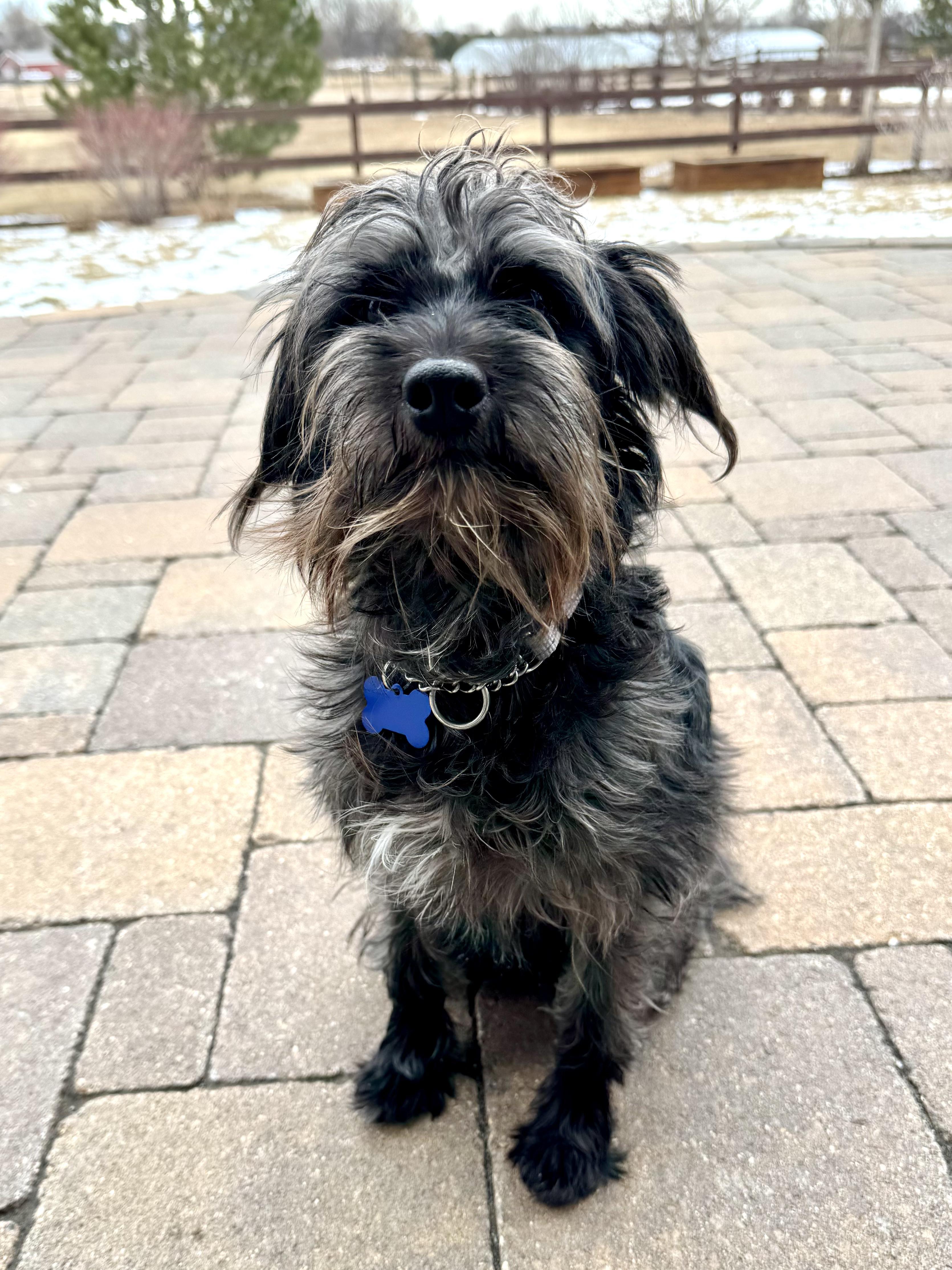 Poppy, an adopted mixed breed in Fort Collins, CO image 2/6
