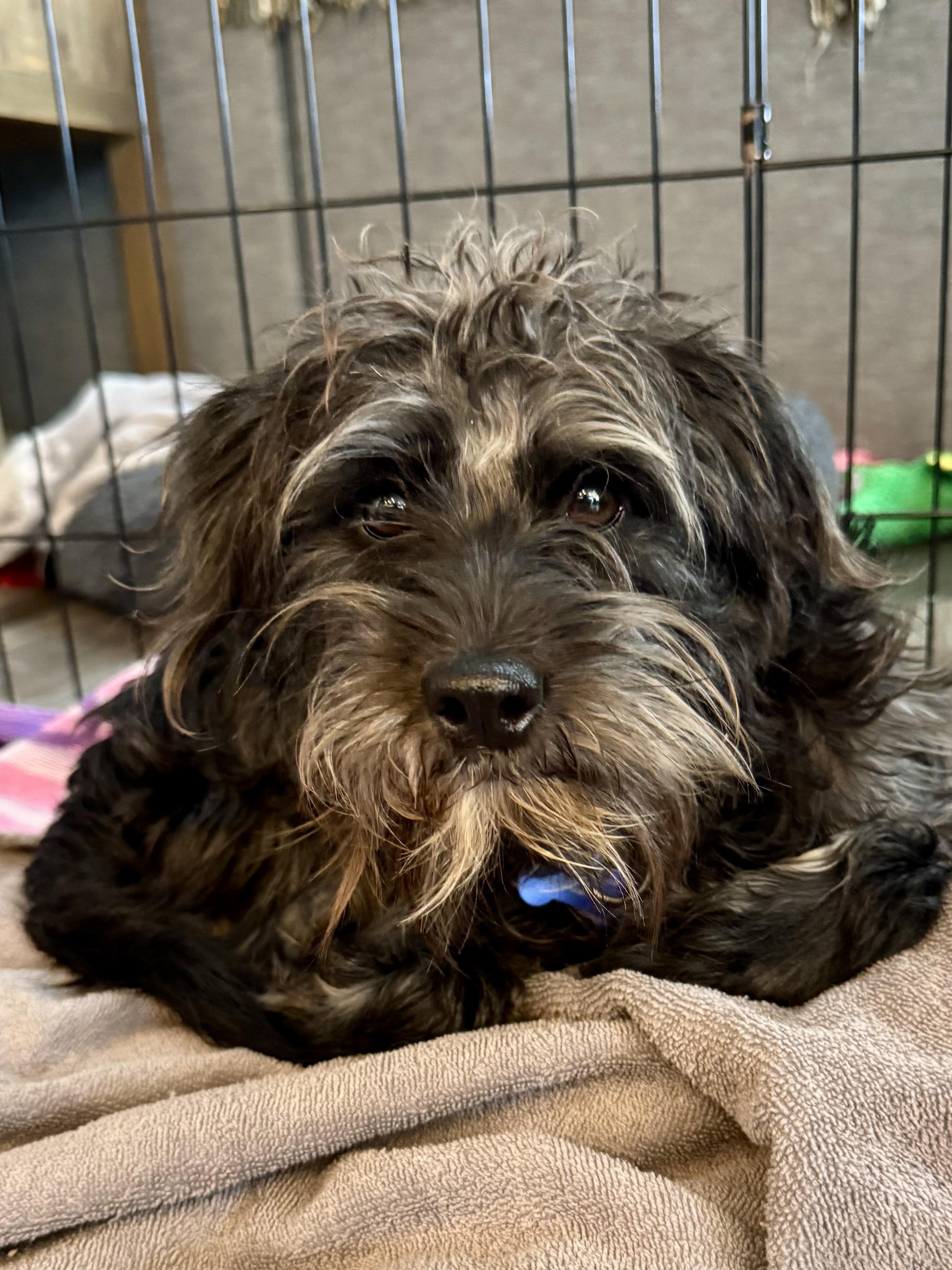 Poppy, an adopted mixed breed in Fort Collins, CO image 6/6