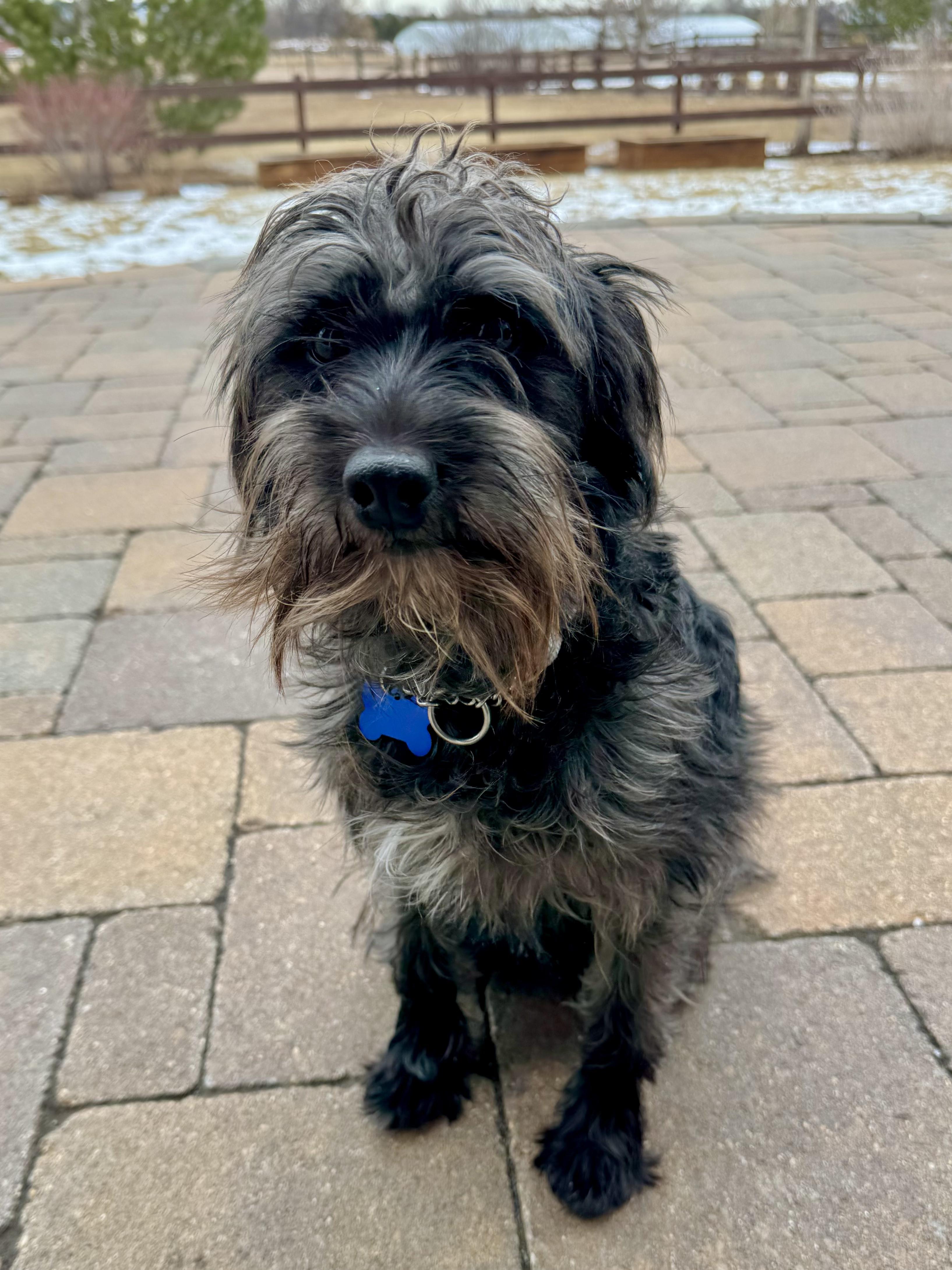 Poppy, an adopted mixed breed in Fort Collins, CO image 4/6