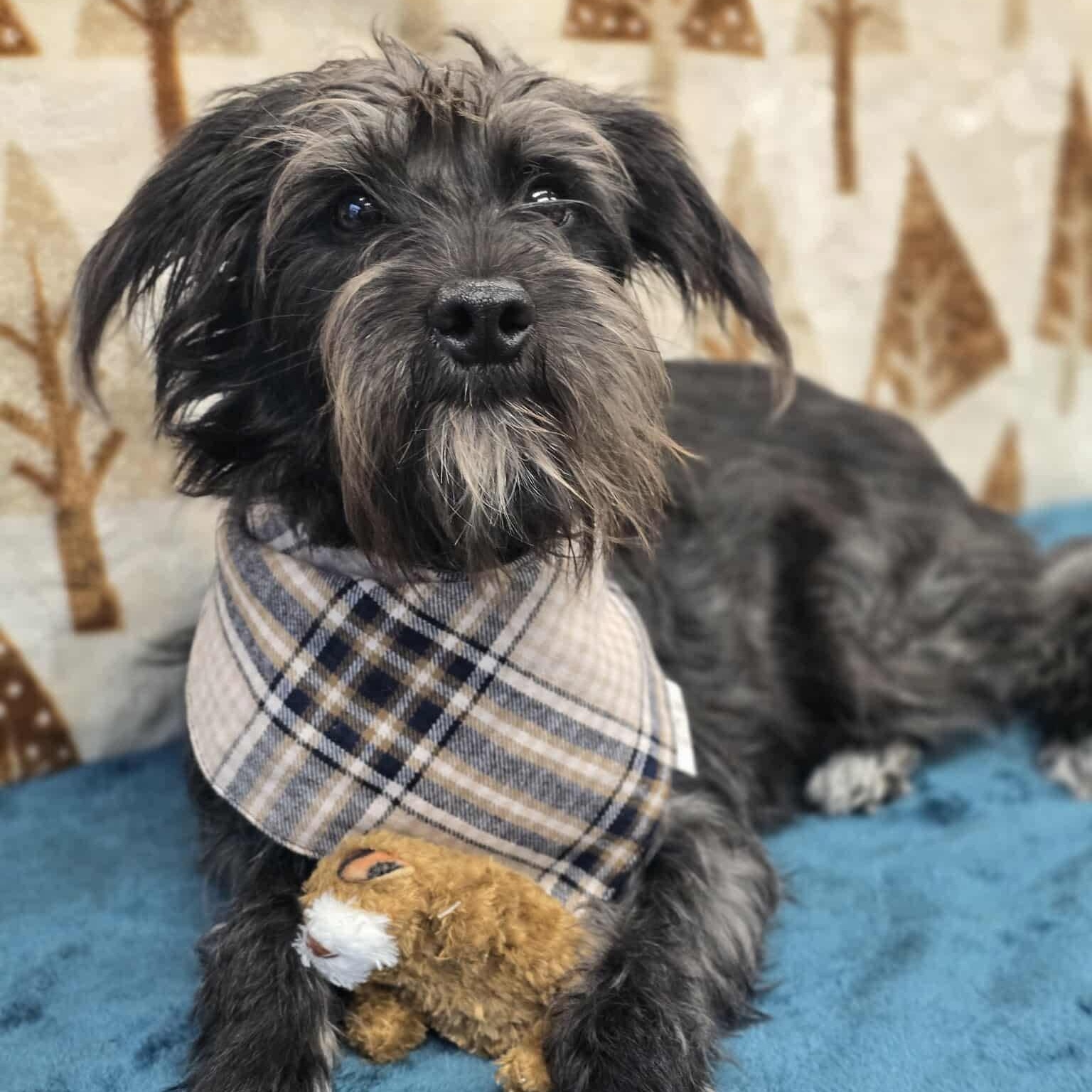 Poppy, adopted, Adult Female Miniature Schnauzer & Terrier.