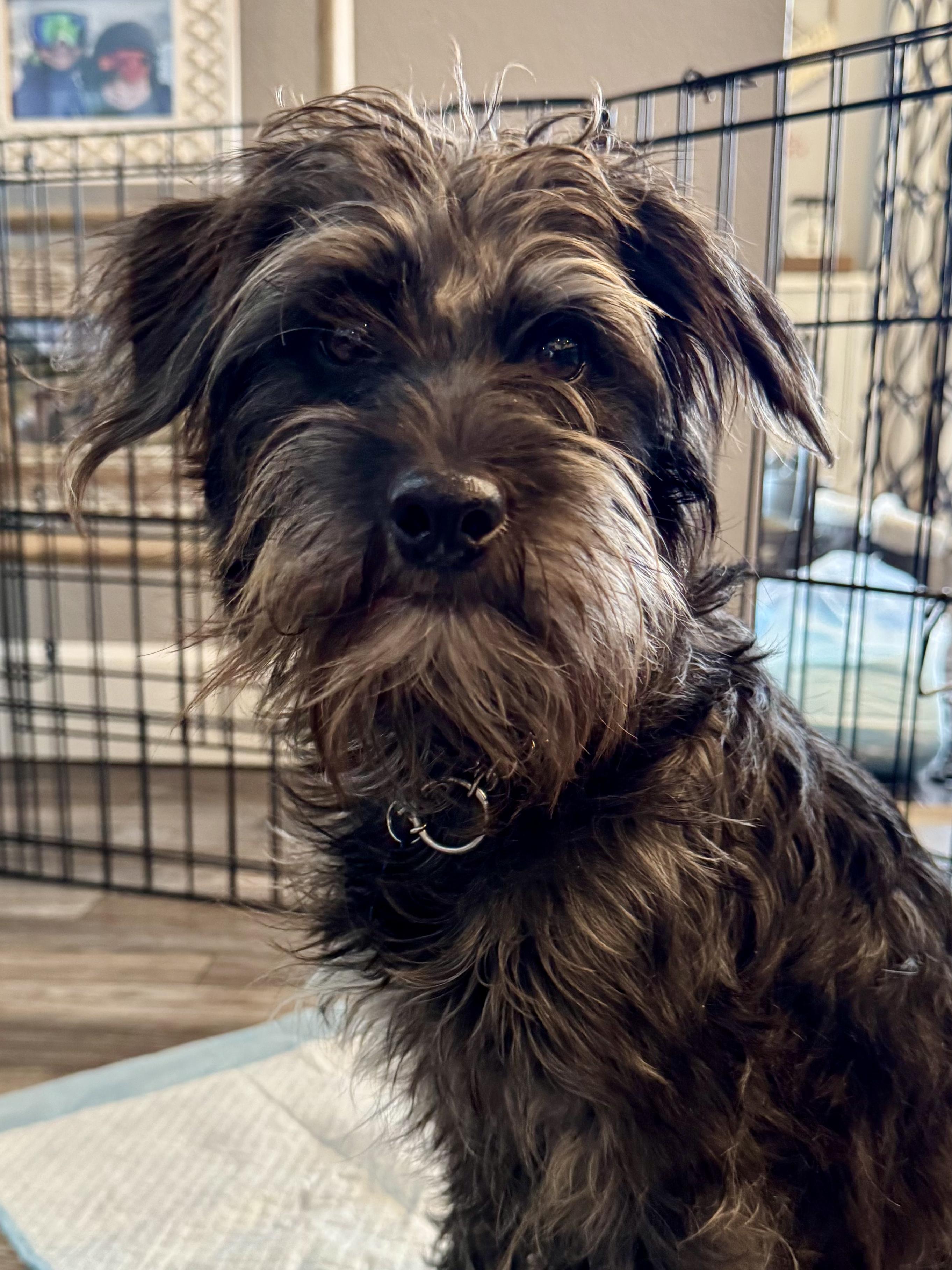 Poppy, an adopted mixed breed in Fort Collins, CO image 5/6