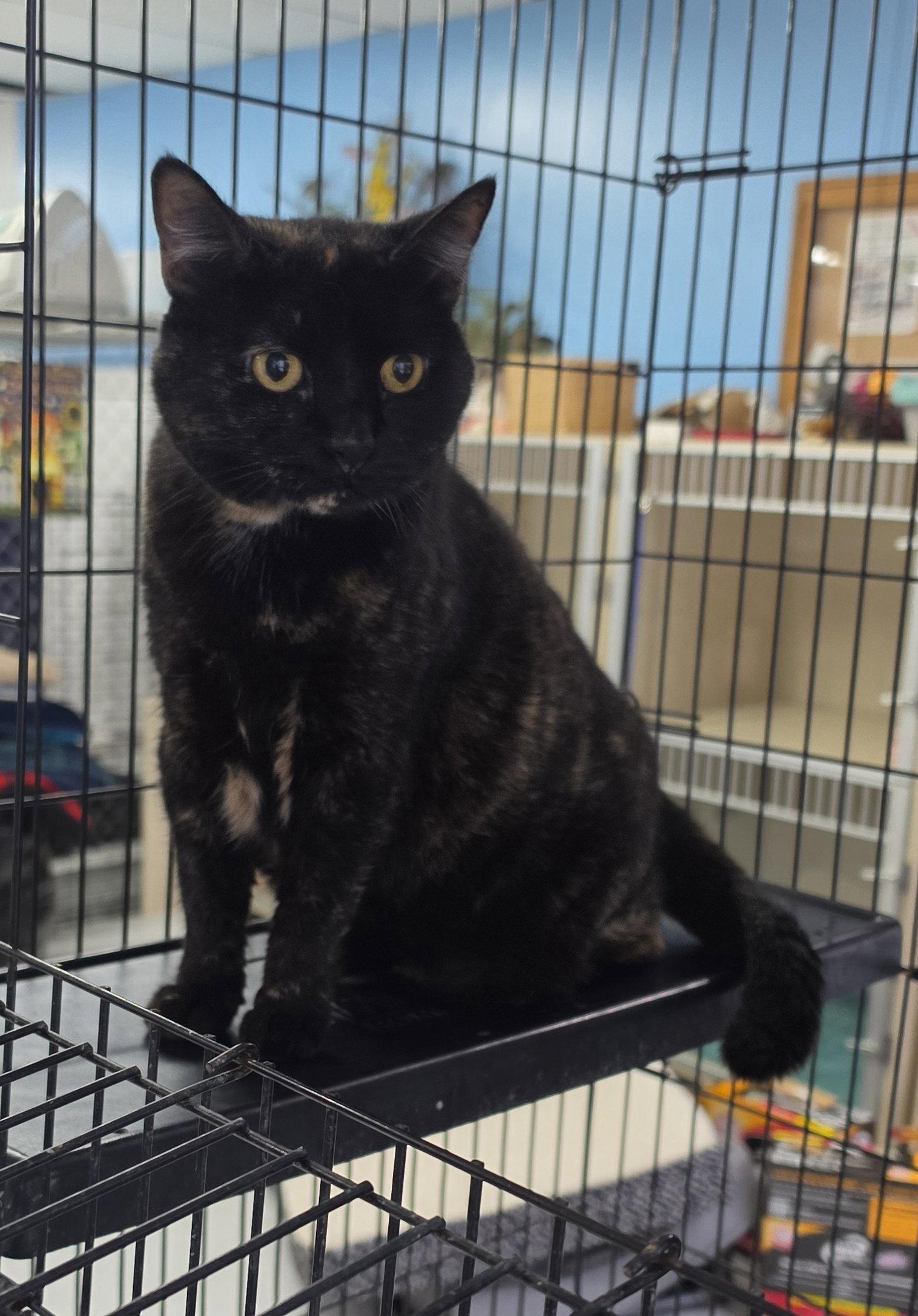 Enlarge Sadie, a Adoptable Domestic Short Hair in Hollywood, MD image 1/1