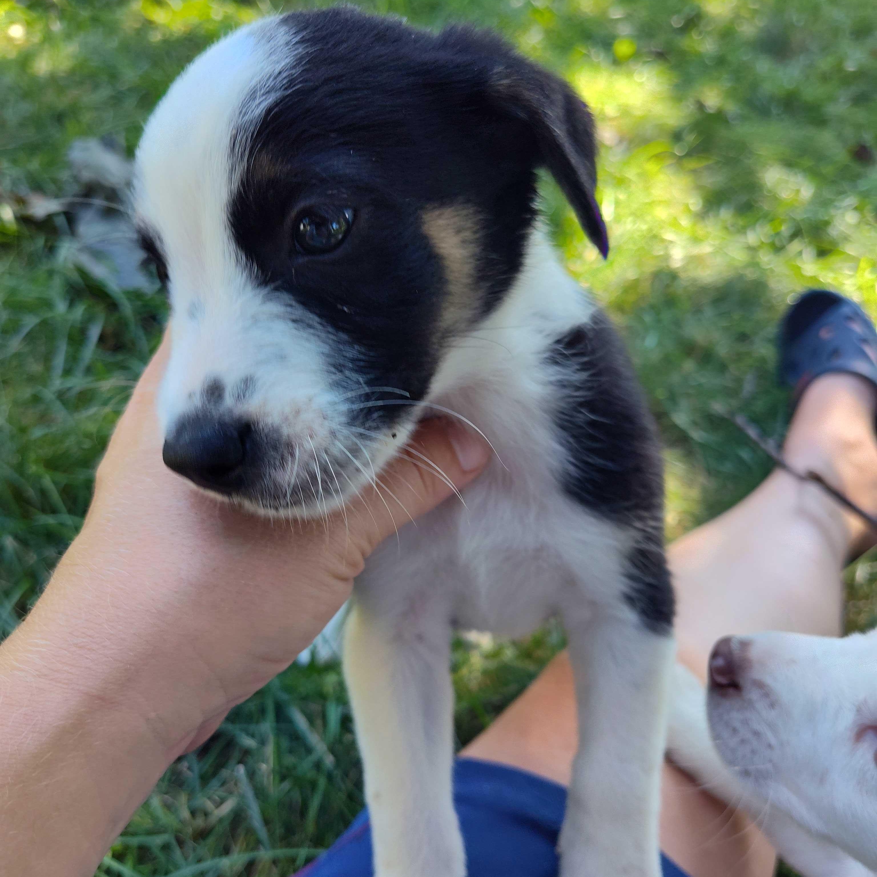 Enlarge Ozzy (Aka Panda Express, AKA Bad Bunny), a ADOPTABLE mixed breed in Addison, IL image 5/5