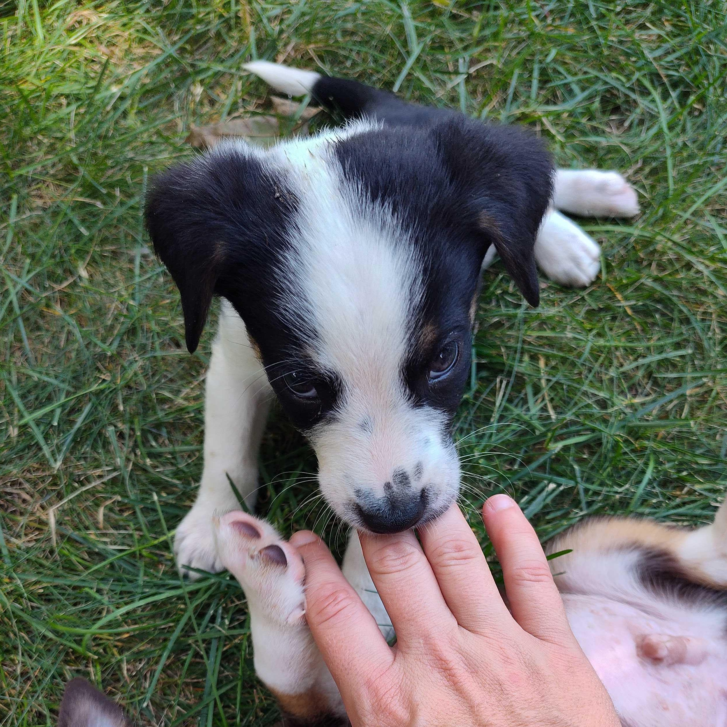 Enlarge Ozzy (Aka Panda Express, AKA Bad Bunny), a ADOPTABLE mixed breed in Addison, IL image 3/5