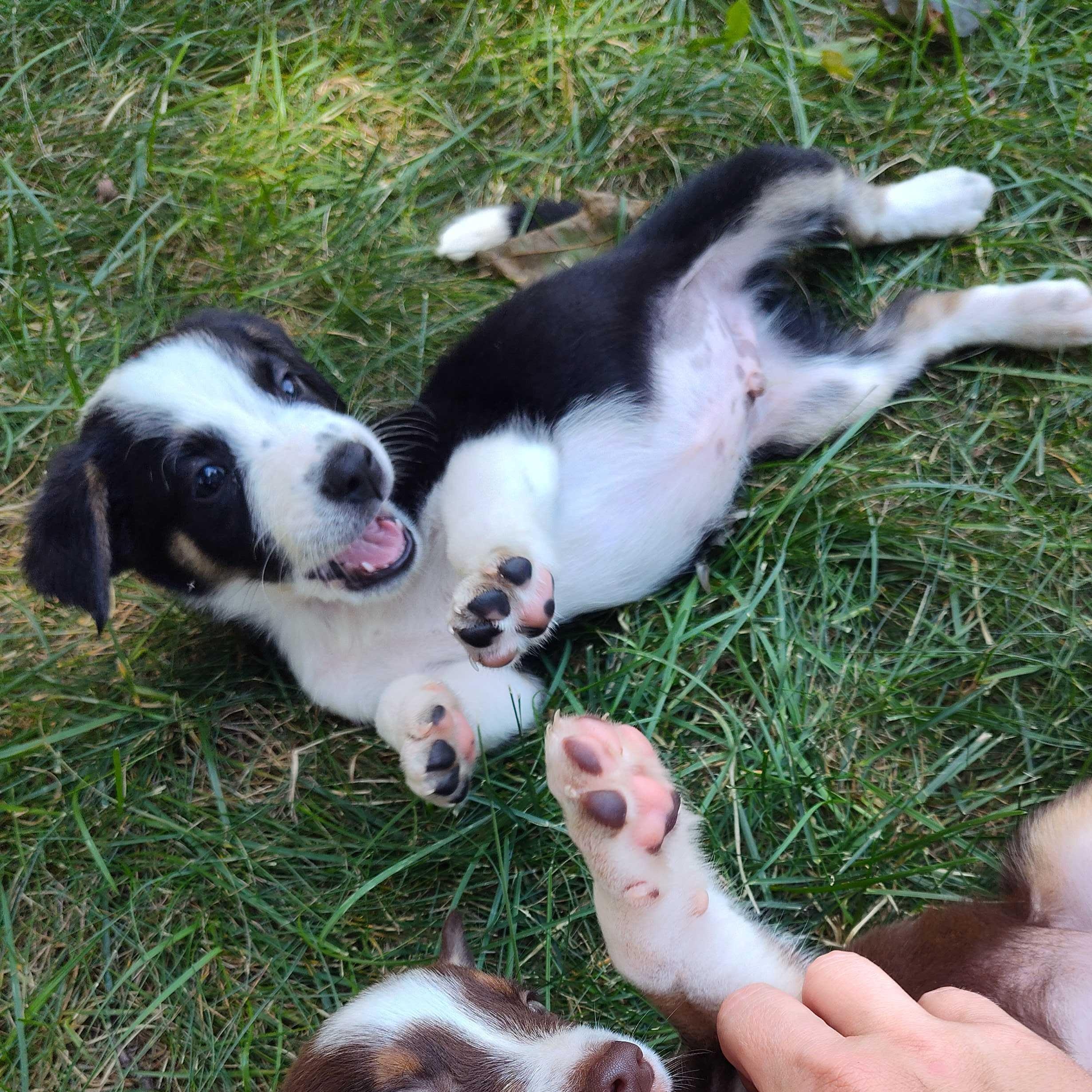 Ozzy (Aka Panda Express, AKA Bad Bunny), ADOPTABLE, Puppy Male Australian Shepherd.