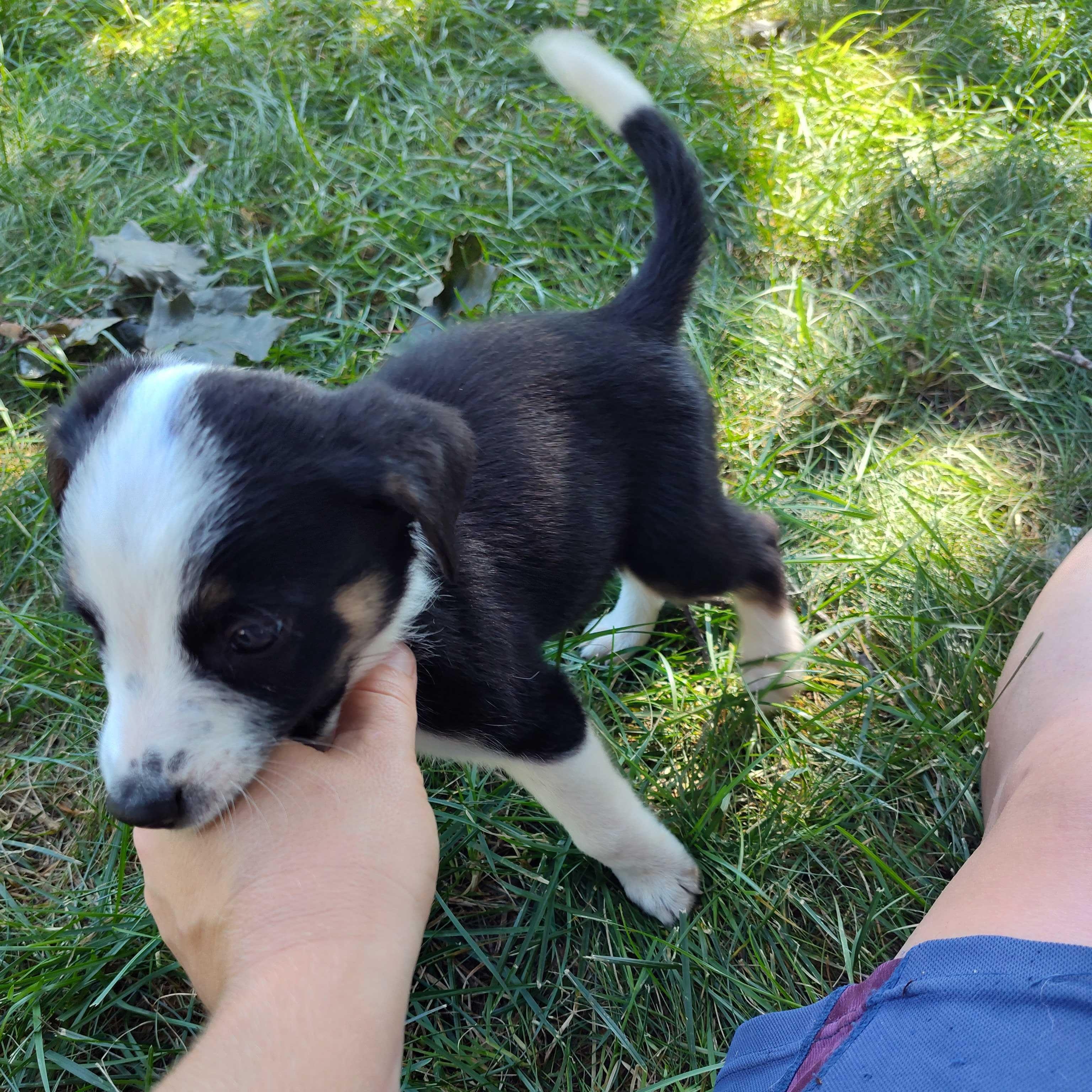 Enlarge Ozzy (Aka Panda Express, AKA Bad Bunny), a ADOPTABLE mixed breed in Addison, IL image 2/5