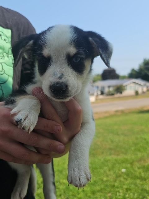 Puppy 1, ADOPTABLE, Puppy Male Australian Shepherd.