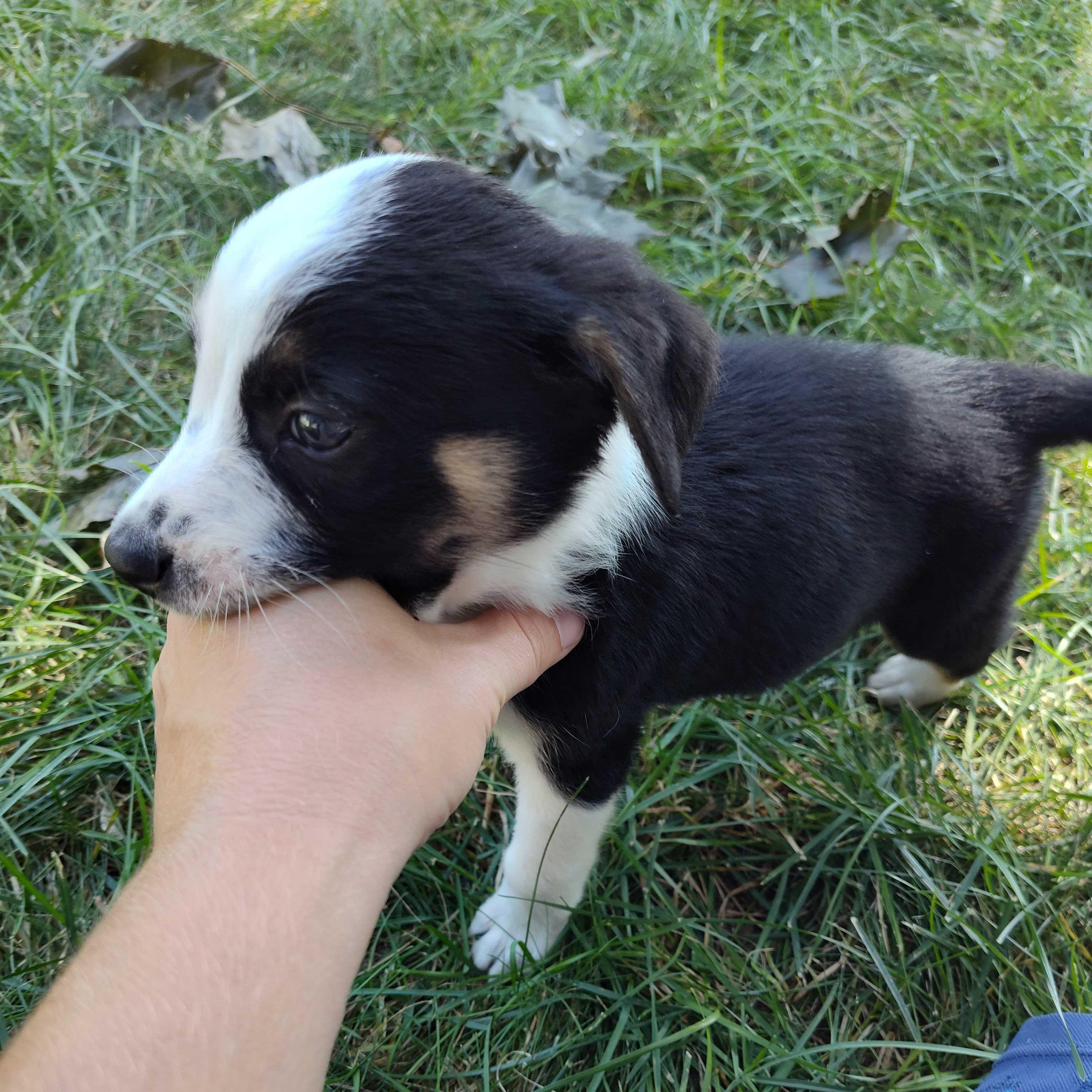 Enlarge Ozzy (Aka Panda Express, AKA Bad Bunny), a ADOPTABLE mixed breed in Addison, IL image 4/5
