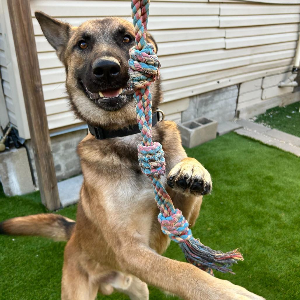 Enlarge Bedford, a Adoptable mixed breed in New Orleans, LA image 3/6