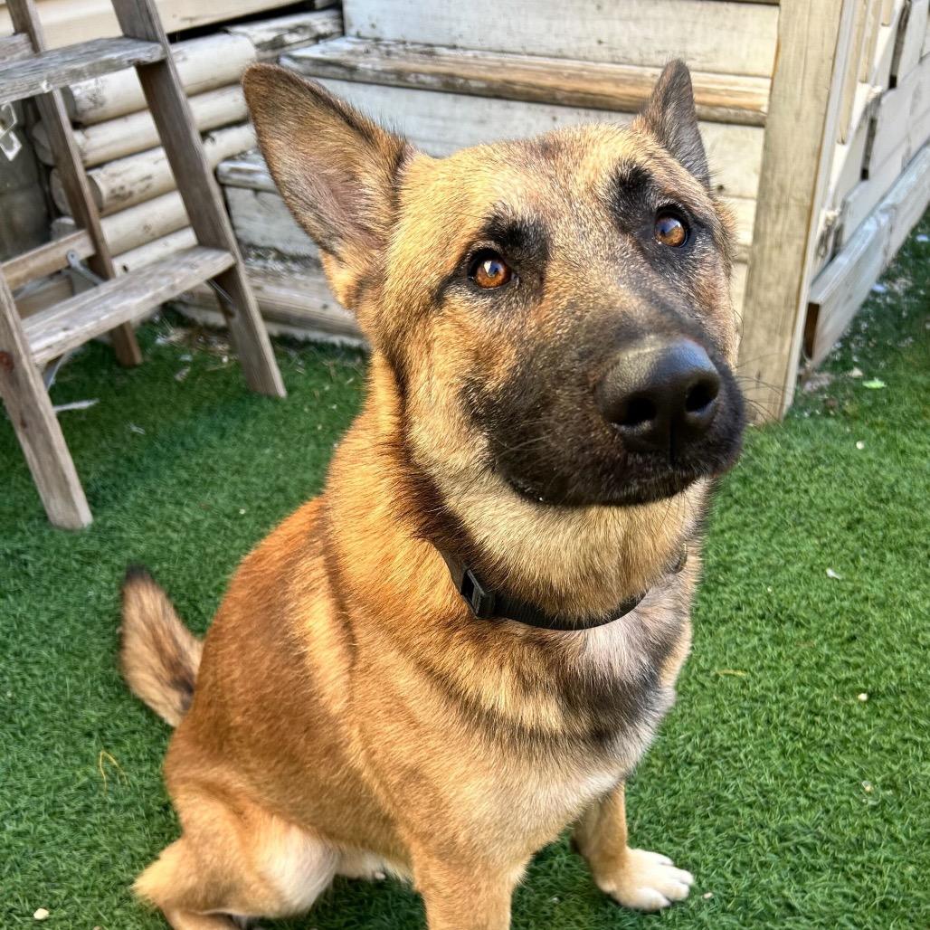 Enlarge Bedford, a Adoptable mixed breed in New Orleans, LA image 4/6