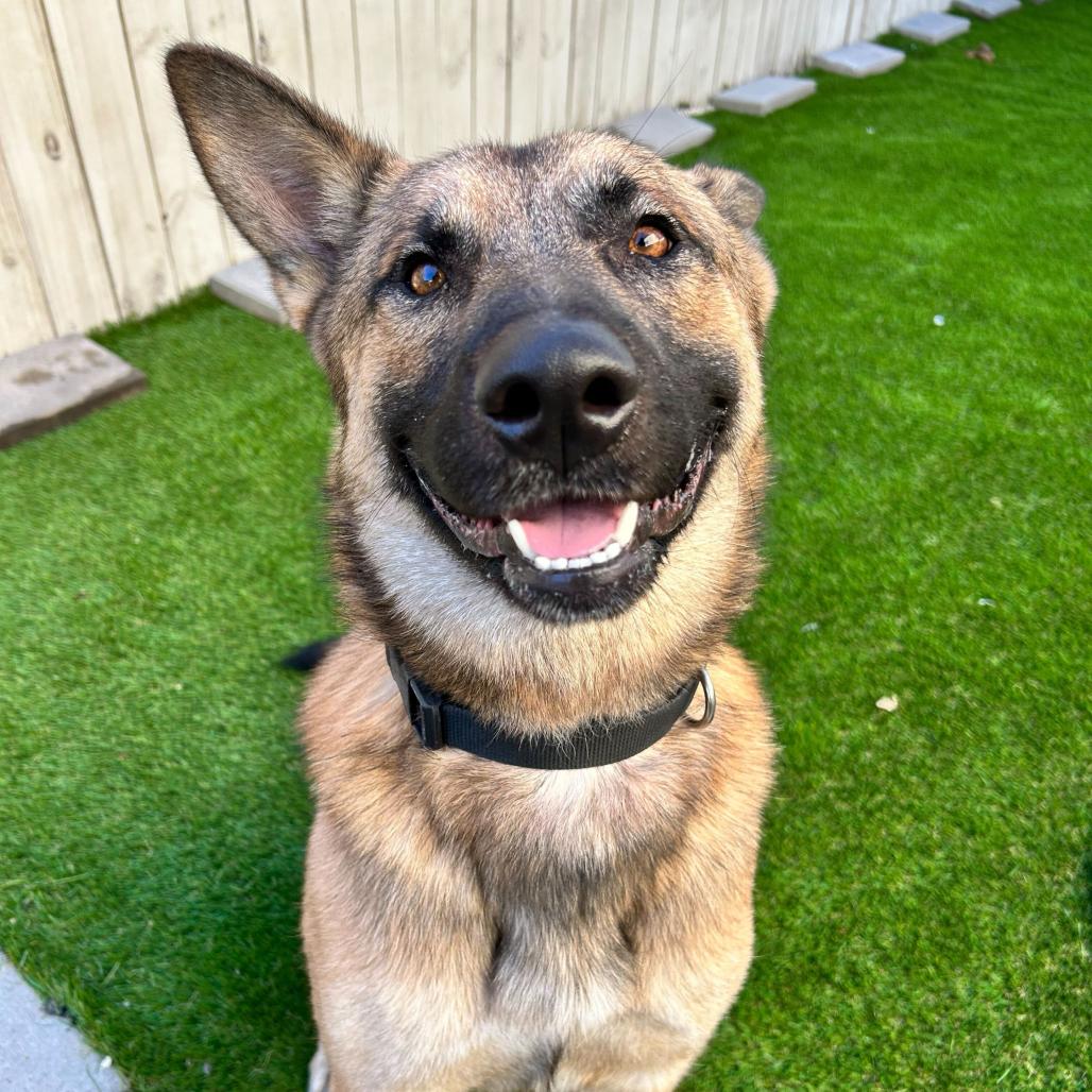 Enlarge Bedford, a Adoptable mixed breed in New Orleans, LA image 5/6