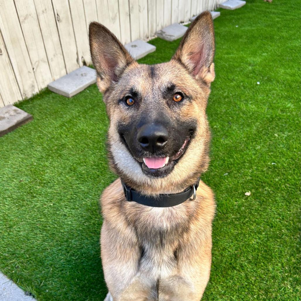 Enlarge Bedford, a Adoptable mixed breed in New Orleans, LA image 1/6