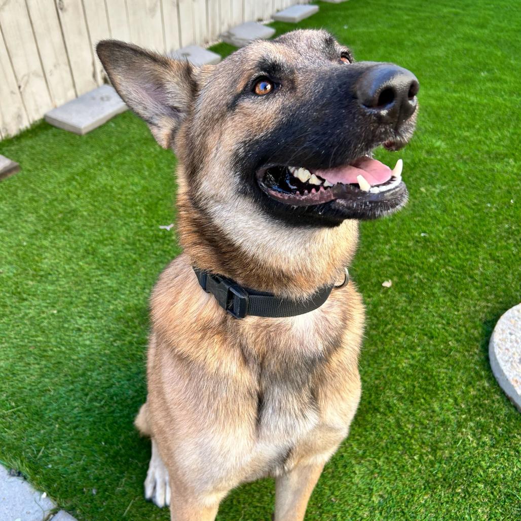 Enlarge Bedford, a Adoptable mixed breed in New Orleans, LA image 2/6