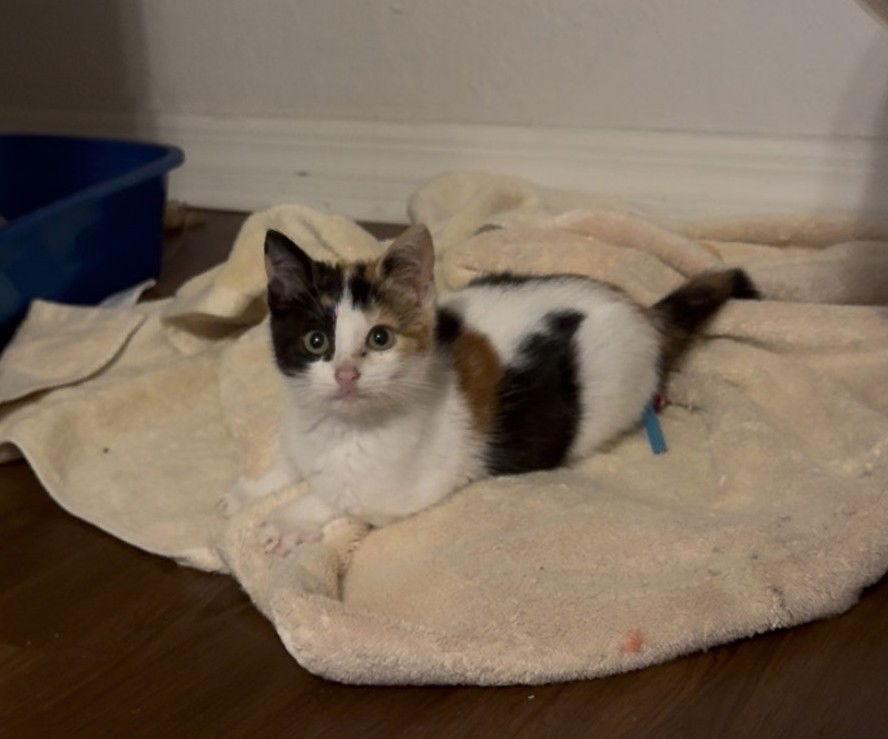 Miss Nesbitt, a Adoptable Calico in Orlando, FL image 1/3