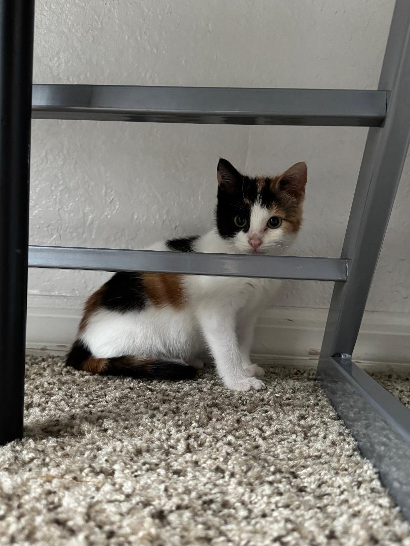 Miss Nesbitt, a Adoptable Calico in Orlando, FL image 2/3