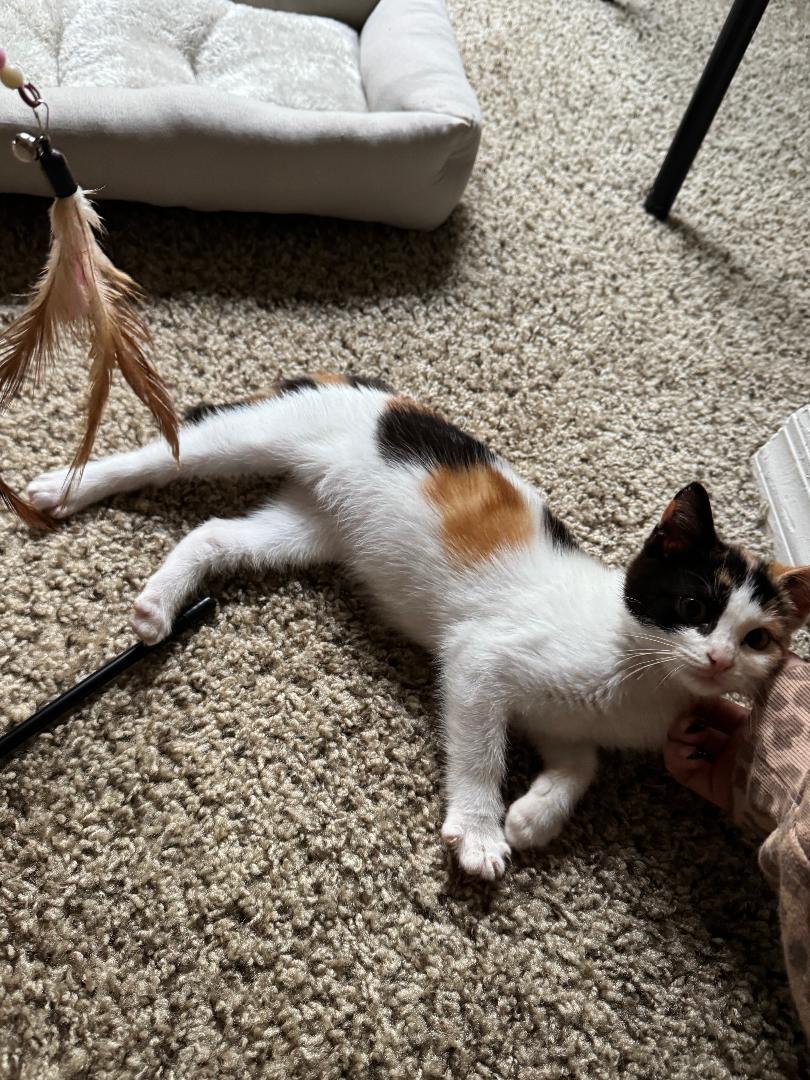 Miss Nesbitt, a Adoptable Calico in Orlando, FL image 3/3